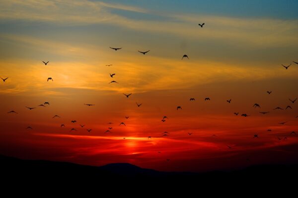 vogels-soorten-liefdes